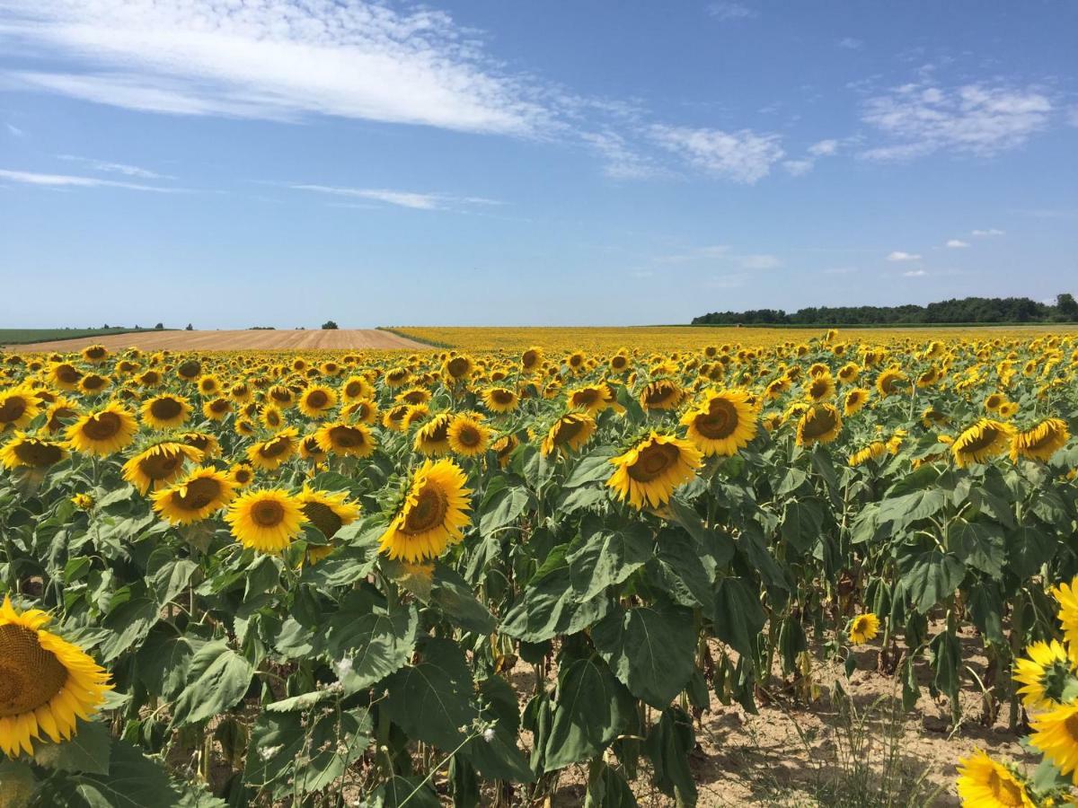 Вилла Le Petit Saule Floirac  Экстерьер фото